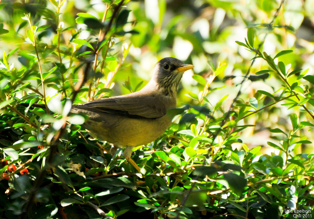 Austral Thrush