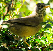 Austral Thrush