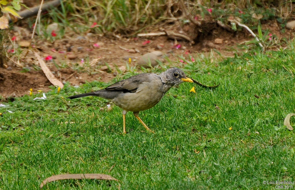 Austral Thrush