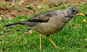 Austral Thrush