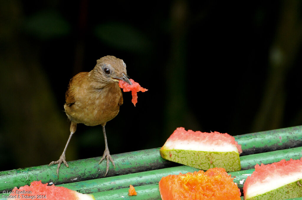 Cocoa Thrush