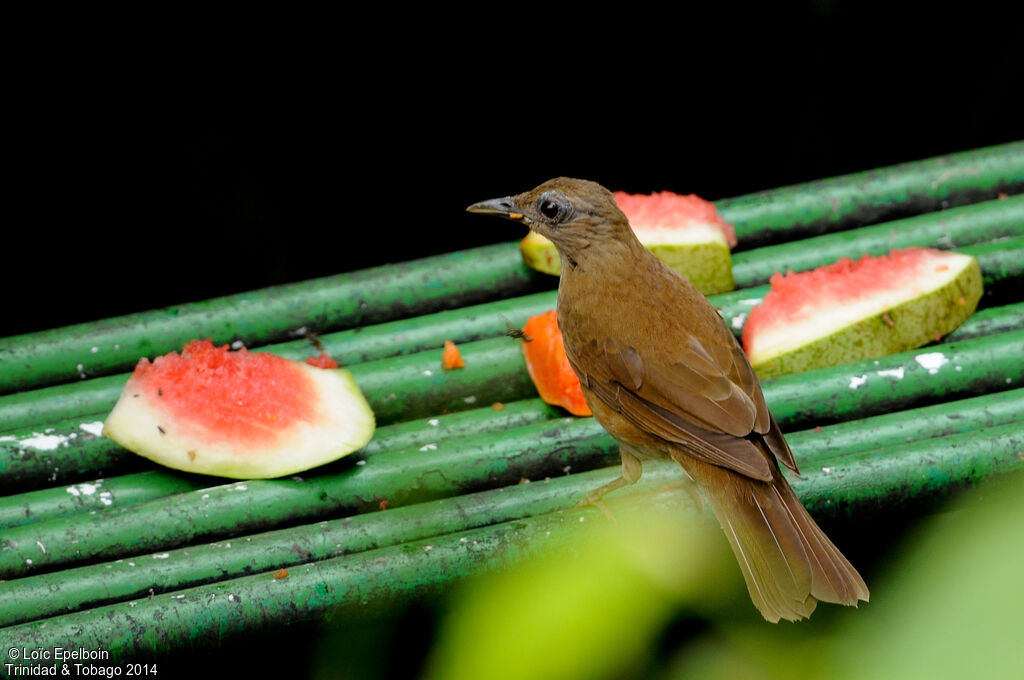 Cocoa Thrush