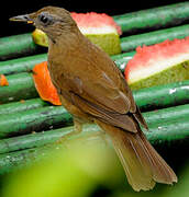 Cocoa Thrush