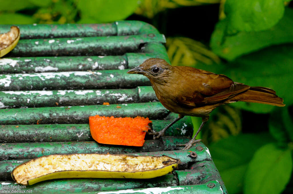 Merle cacaoadulte, identification