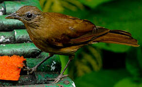 Cocoa Thrush