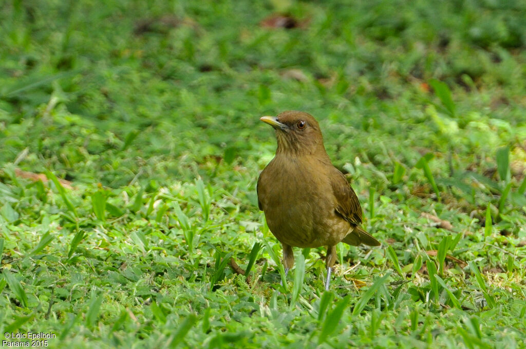 Clay-colored Thrush