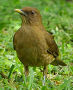 Clay-colored Thrush