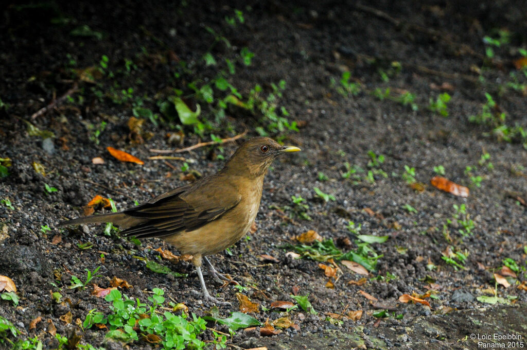 Clay-colored Thrush