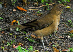 Clay-colored Thrush