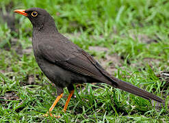 Great Thrush