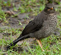 Great Thrush