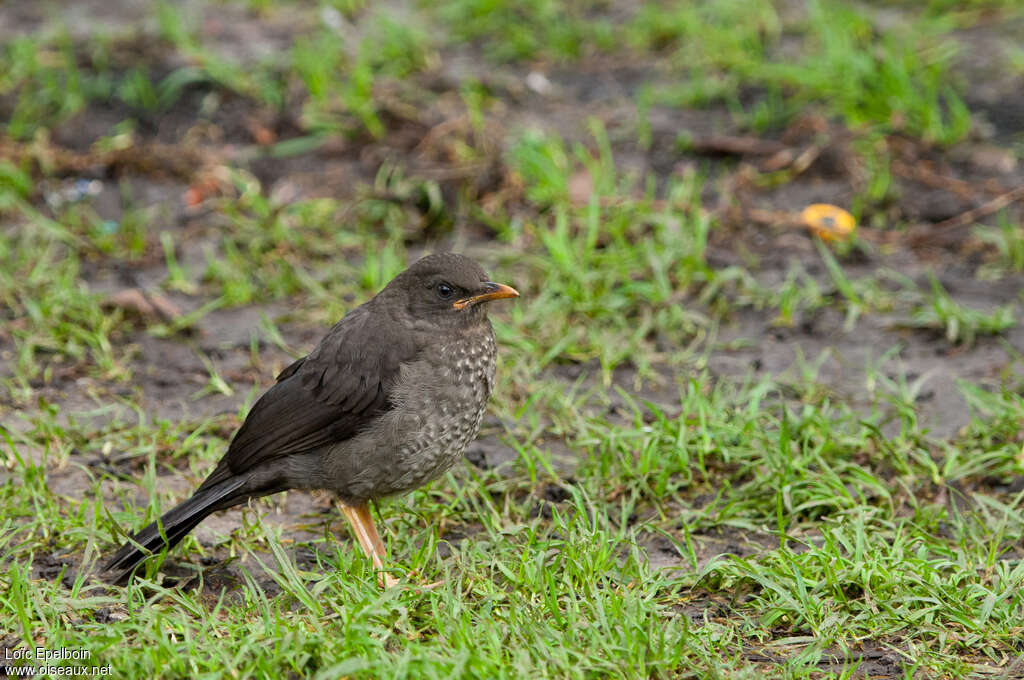 Merle géantjuvénile, identification