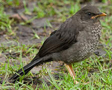 Great Thrush