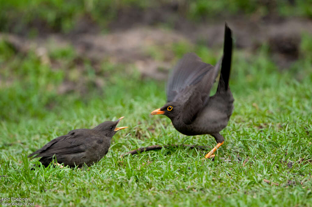 Great Thrush, Reproduction-nesting