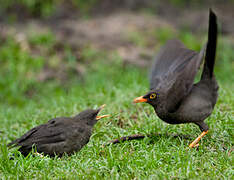 Great Thrush