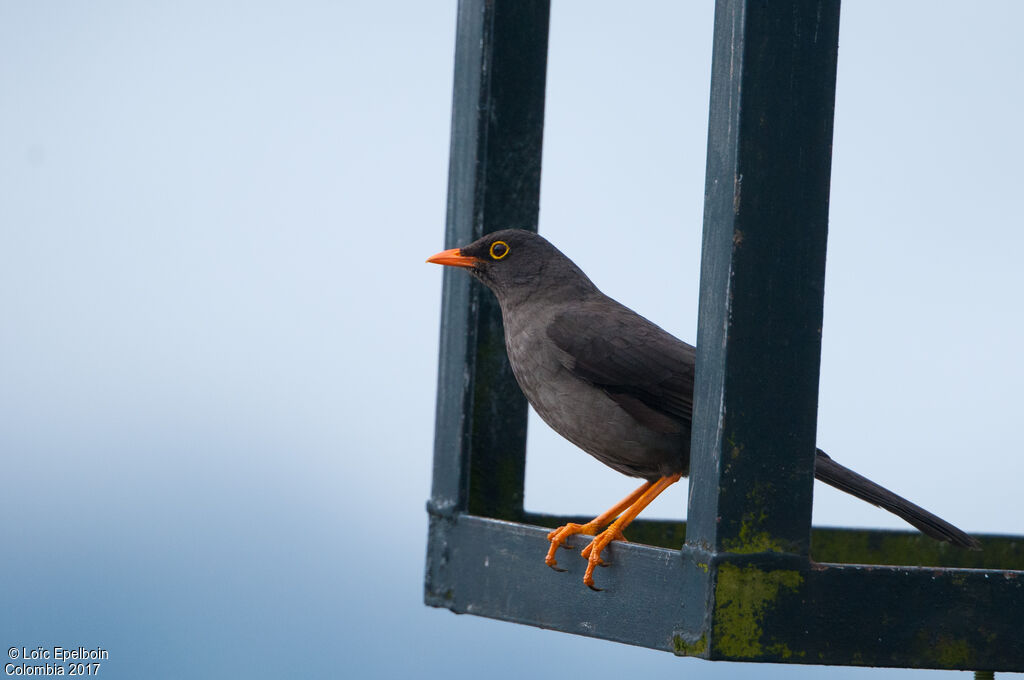 Great Thrush