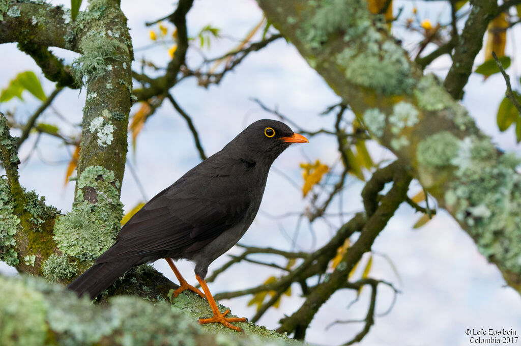 Great Thrush