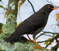 Great Thrush