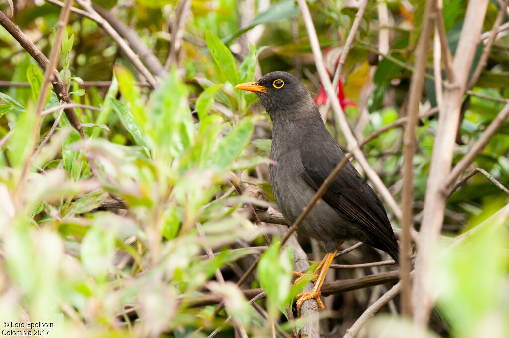 Great Thrush