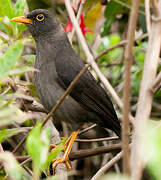 Great Thrush