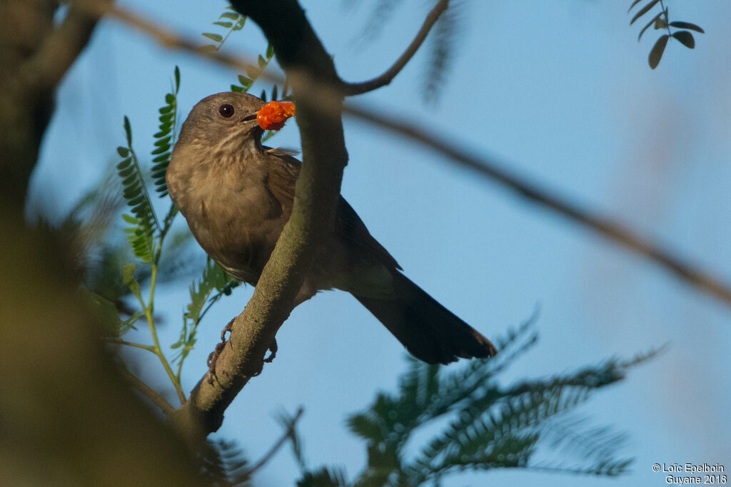 Pale-breasted Thrush