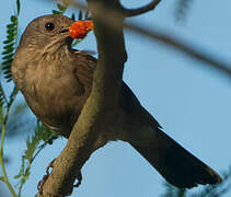 Pale-breasted Thrush