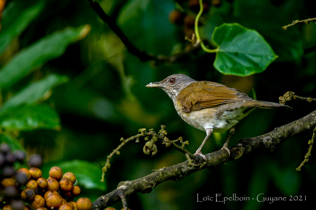 Pale-breasted Thrush