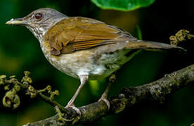 Pale-breasted Thrush