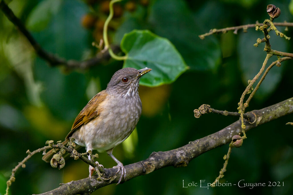 Pale-breasted Thrush