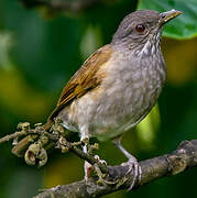 Pale-breasted Thrush