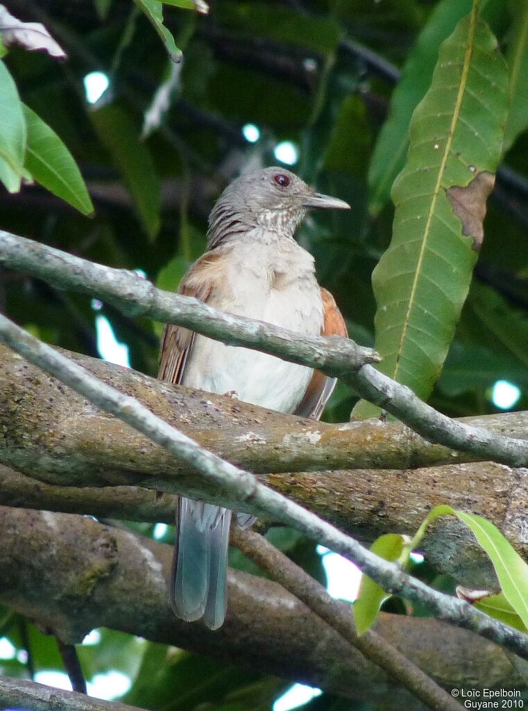 Pale-breasted Thrush