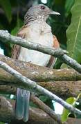 Pale-breasted Thrush