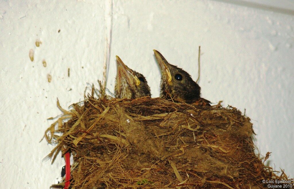 Pale-breasted Thrush