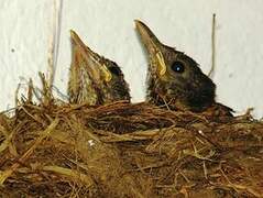 Pale-breasted Thrush