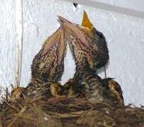 Pale-breasted Thrush