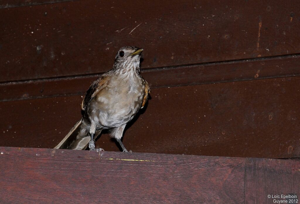 Pale-breasted Thrush