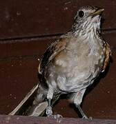 Pale-breasted Thrush