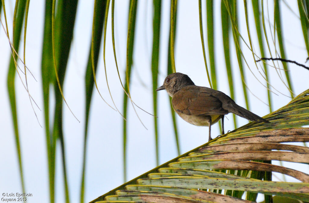 Pale-breasted Thrush