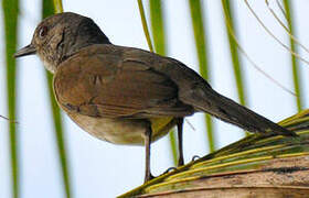 Pale-breasted Thrush