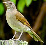 Pale-breasted Thrush