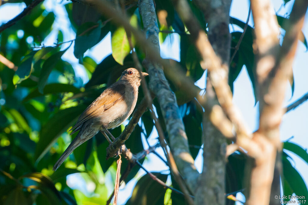 Pale-breasted Thrush