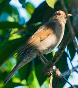 Pale-breasted Thrush