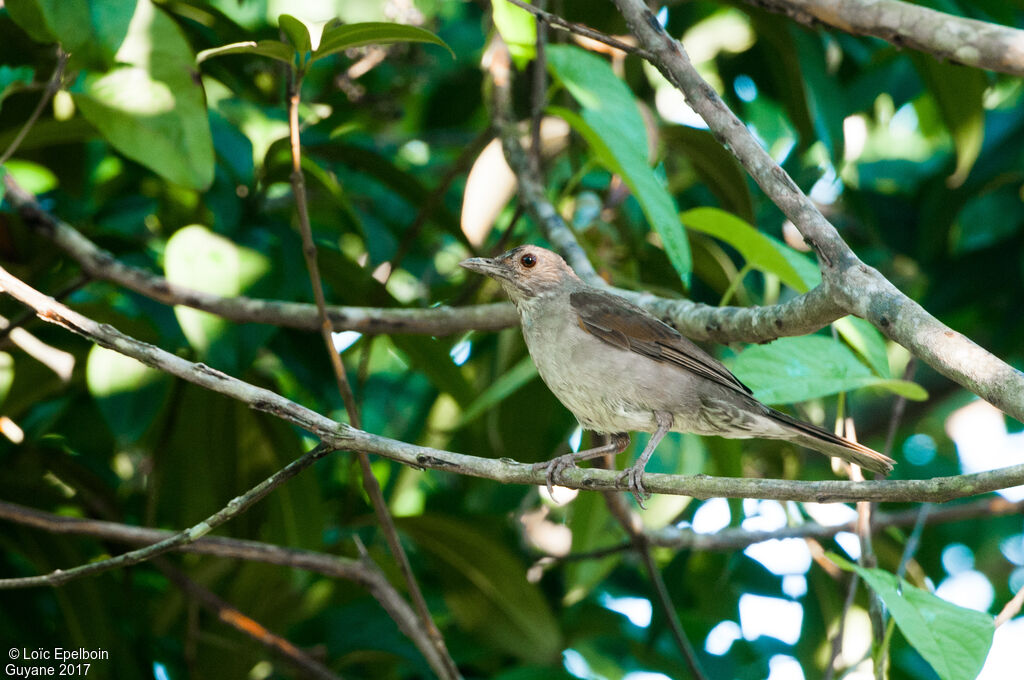 Pale-breasted Thrush