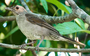 Pale-breasted Thrush