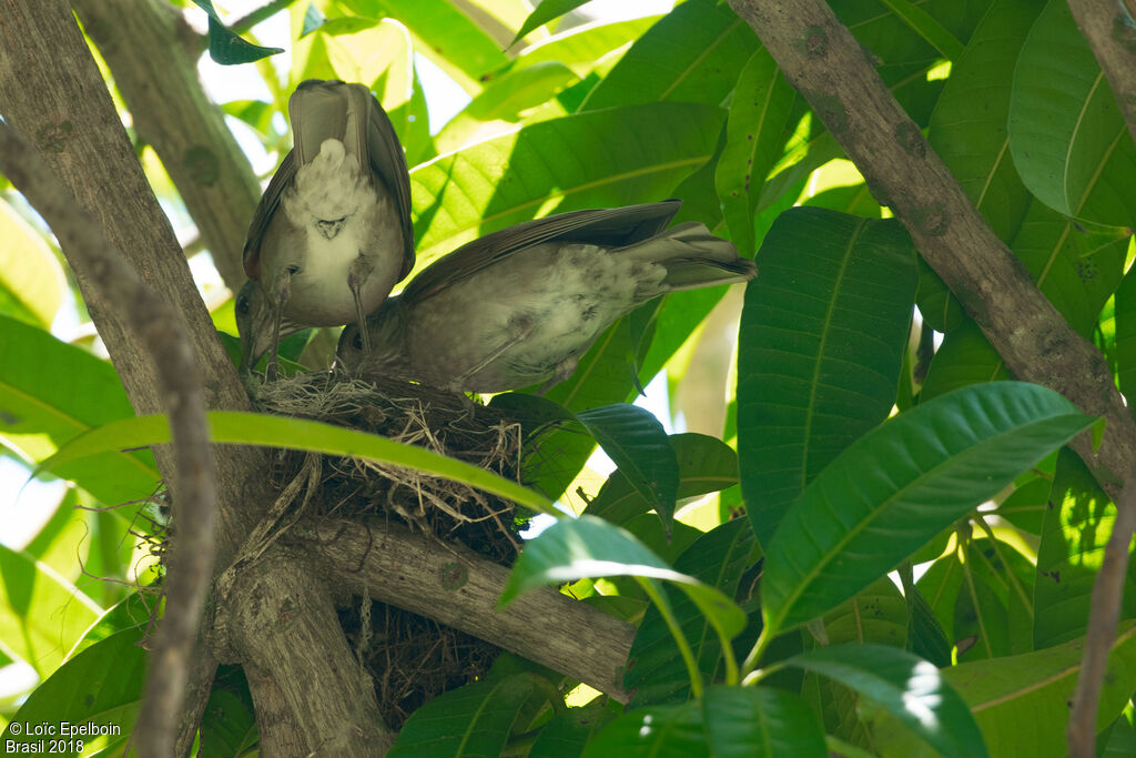 Pale-breasted Thrush