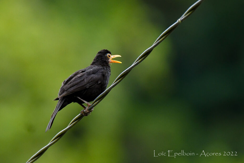 Common Blackbird