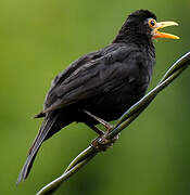 Common Blackbird