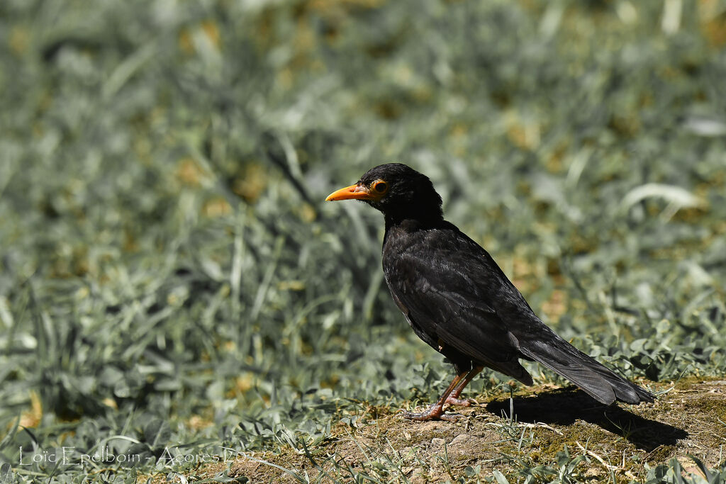 Common Blackbird