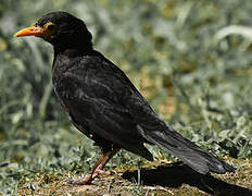 Common Blackbird