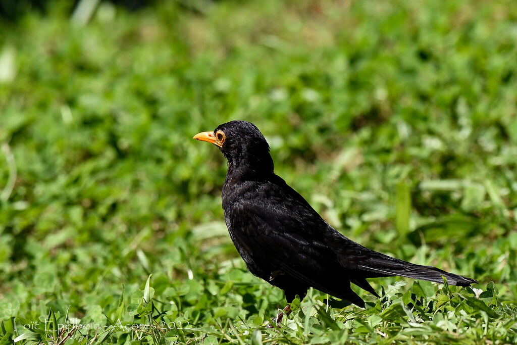 Common Blackbird